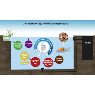 AQUA-5 DRY - Hochkonzentrierte Filterbakterien / Teichbakterien für Koi Schwimmteich Aquarium