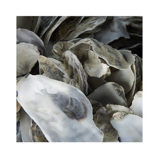 Japanische Austernschalen 2x 5 kg im Filter Teich Medienbeutel für optimale pH & KH Werte für Koi Teiche