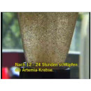 JBL Artemio Set - Aufzucht Artemia Nauplien Zucht - Lebendfutter selbst gemacht Futter Aquarium (6106000)