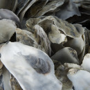 Japanische Austernschalen 20 kg im Filter Teich...