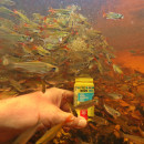 JBL PRONOVO NEON GRANO - Aquarium Hauptfutter-Granulat für Neon & andere kleine Salmler von 1-3 cm - Größe XXS - Inhalt: 100 ml (3114800)