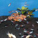 JBL PRONOVO NEON GRANO - Aquarium Hauptfutter-Granulat für Neon & andere kleine Salmler von 1-3 cm - Inhalt: 100 ml - Größe XXS
