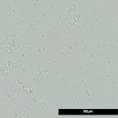 JBL FilterStart - Bakterien - Inhalt: 10 ml (2518200)