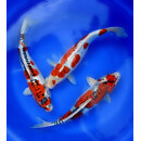 flexBEAM Koi Edition - LED-Strahler - Leistung: 40 Watt