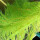 Mountain Tree Laichbürste 15 x 150 cm (2 Stück)